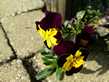 Meer bosviooltjes in de tuin