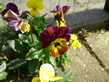 Nog meer bosviooltjes in de tuin